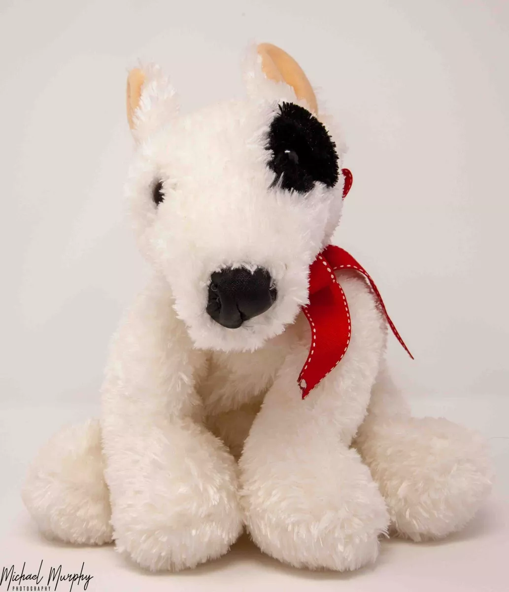 Bull hot sale terrier teddy