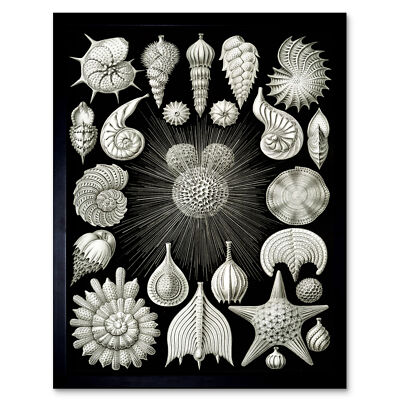 Haeckel Teller 2 Sea Life Plankton gerahmter Wandkunstdruck 9 x 7