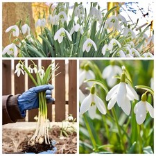 ⭐️Snowdrop Bulbs 100⭐️ (IN THE GREEN) Galanthus Nivalis) SPRING FLOWERING