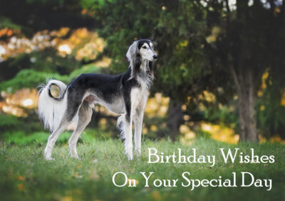 SALUKI BEAUTIFUL DOG BIRTHDAY GREETINGS NOTE CARD