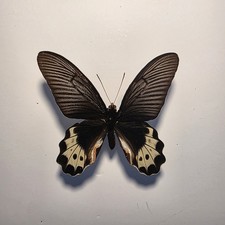 Atrophaneura luchti sphaeti Set Specimen Butterfly Insect 