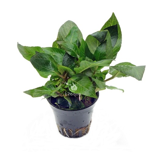 Hygrophila Corymbosa Compact Mini Live Aquarium Plants Tropical K2AQUA - Picture 2 of 2