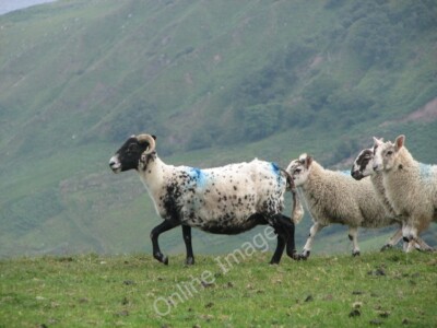 Photo 6x4 Multi-coloured sheep Torr Standing out from the madding crowd. c2010