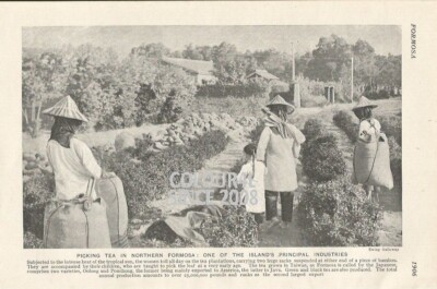 FORMOSA PFLÜCKEN TEEPLANTAGE TAIWANISCHE FRAUEN um 1926 FOTO ILLUSTRATION DRUCK 