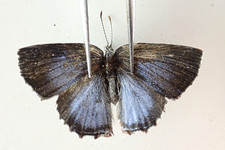 Butterflies for collectors | Butterfly taxidermy