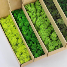 Preserved Reindeer Moss Natural Green DIY Kit Gardenning Art Wall Decor Florist