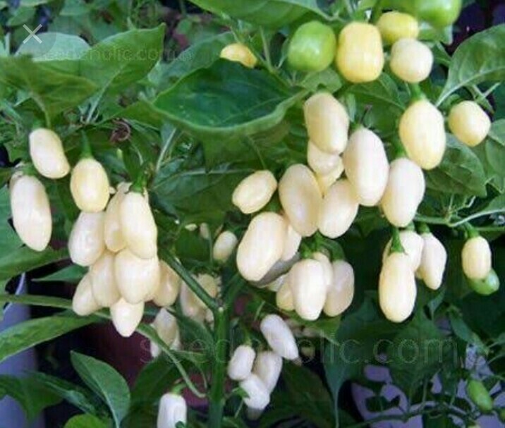 Chilli BHUT JOLOKIA GHOST WHITE chili 10 Seeds chile pepper HOT