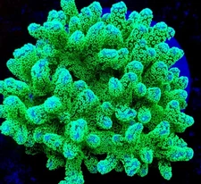 Live coral Neon Green Stylophora SPS Coral Fast Growing 2” Frag