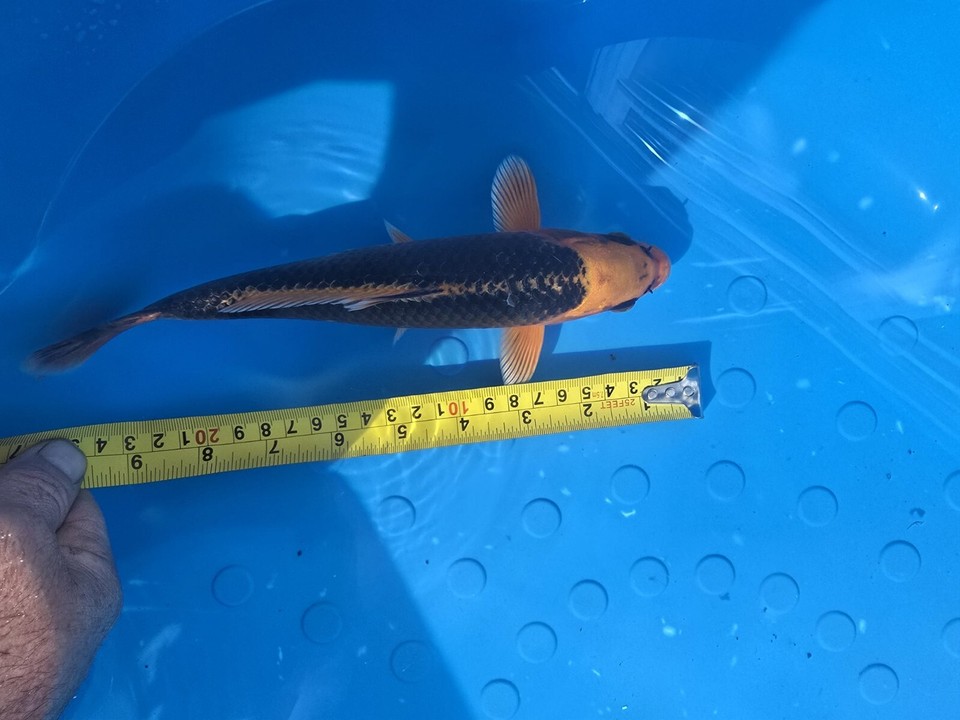 koi carp pond fish for sale eBay