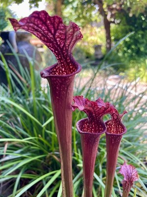 Sarracenia Saxaphaw X Leuco