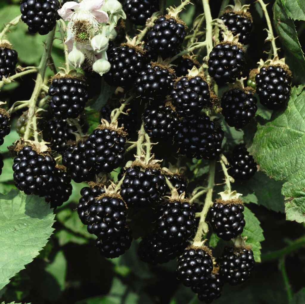 Blackberry Fruit Tree