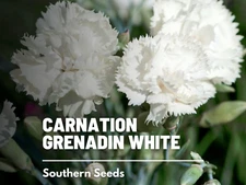 Grenadin White Carnation Seeds, Heirloom Flower, Easy to Grow, USA Grown