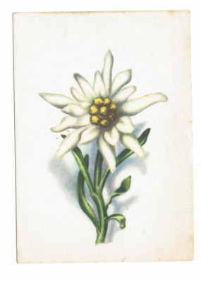 Edelweiss Flower Bavarian Alps #Germany #Postcard