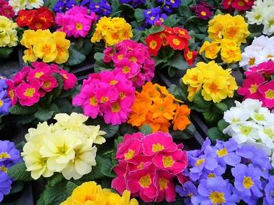 SEEDVILLE USA 50 MIXED ENGLISH PRIMROSE Primula Vulgaris Acaulis Shade Houseplant Flower Seeds