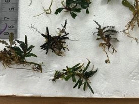 Bucephalandra (buce) 15 + rizomas surtidos sin etiquetar Foto 3 de 3