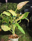 Philodendron subhastatum Plant in 5" Pot 22" Tall 17" Wide — photo 4