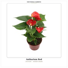 Anthurium Red Live Plant Houseplant 4 Inch Pot Flowering Tropical