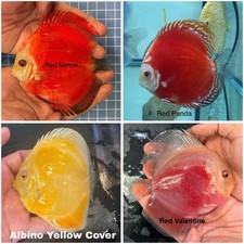 Pack of 4 Discus Fish 3.75  - 4  - Live Fish Aquarium Overnight Shipping