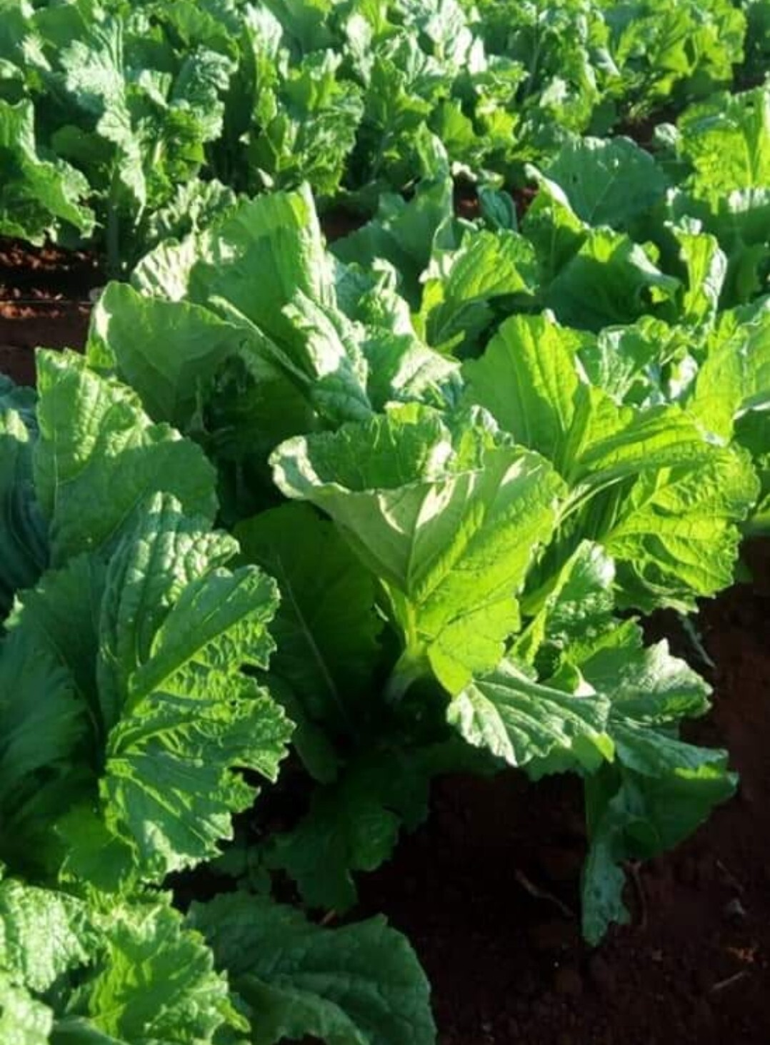 50 Tsunga Mustard Greens Vegetable seeds. (Zimbabwe variety) heirloom seed eBay