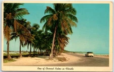 Postcard Coconut Palms Roosevelt Boulevard Palm Lined Streets Key West Florida