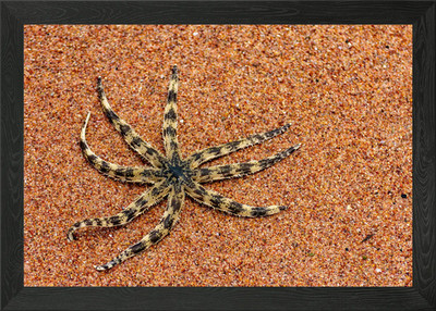 Gerahmtes Wandbild Sternenfisch am Sandstrand Poster Leinwanddruck Bild