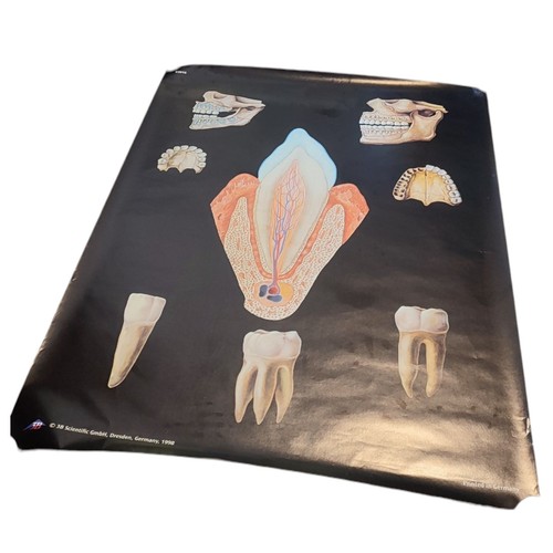 Large 3B Scentific GmbH Dental Poster Casing Mandible Tooth Profile 120 x 85 cm - Afbeelding 9 van 20