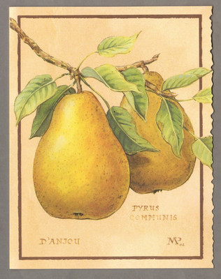 Meg Page Blank Pear Note Card, D'anjou 2002 Southern Living at Home 6.5''