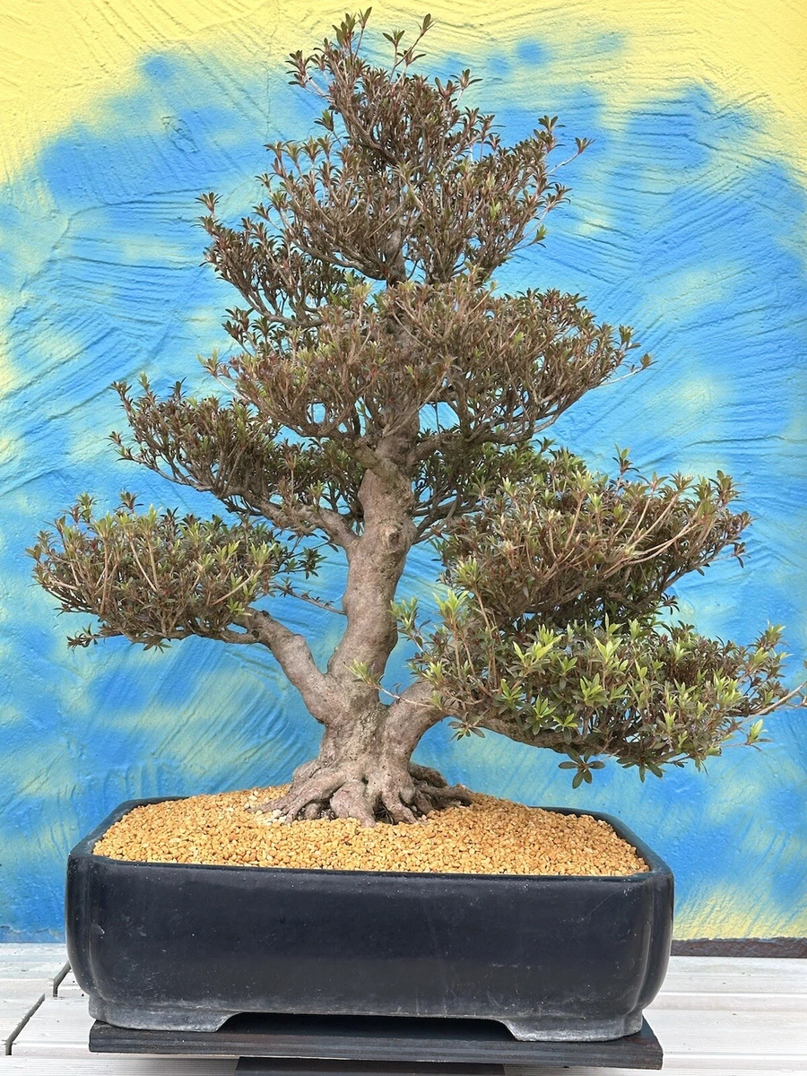 Bonsai-Azaleen (Rhododendron) online kaufen | eBay.de