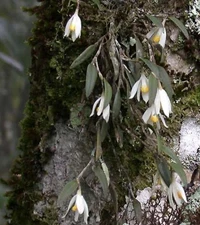 Loefgrenianthus blanche-amesii Very Rare miniature orchid species seedling