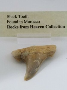 Ancient shark tooth 55 mm.