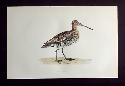TOLLE SCHNEPFE, original antiker ornithologischer, Vogeldruck, MORRIS, 1896
