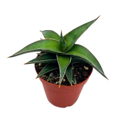 Giant Samurai Dwarf, Sansevieria Ehrenbergii, Sansevieria Banana, Blue  Sword san | eBay