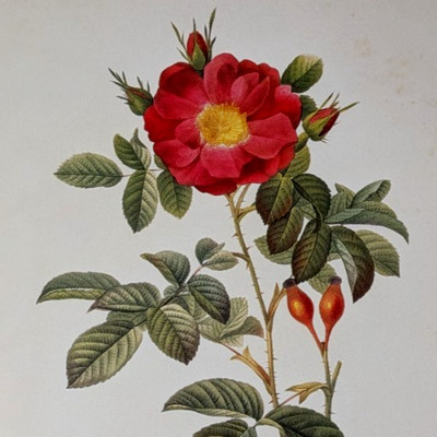 Redouté Duchess Of Portland Rose Botanical Flower Art Book Plate Illustration 70
