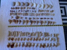 150 Mixed Lot Sanibel Island  Sea Shells.  Great For Crafting Or Collectors!!