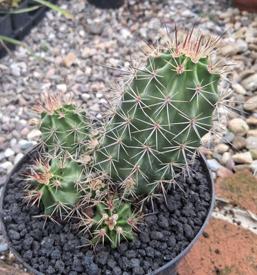 ECY Einztelstück Echinocereus coccineus XL sehr winterhart Gartenkaktus