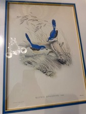 MALURUS HYPOLEUCUS Plate VII Vintage Chromo Lithograph by John Gould