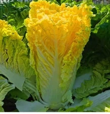800pcs Yellow napa cabbage seeds, 鸡蛋黄大白菜