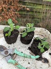 3 x bare root Centaurea montana HARDY perennial cornflower plants ex9cm pots