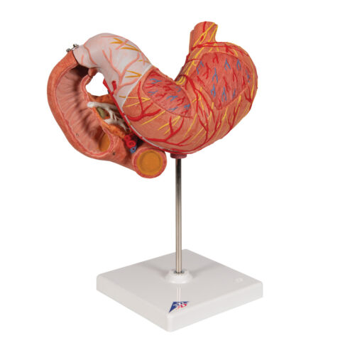 Modèle scientifique de l'estomac humain 3B, modèle anatomique 3 parties anatomie K16 - Photo 1/1