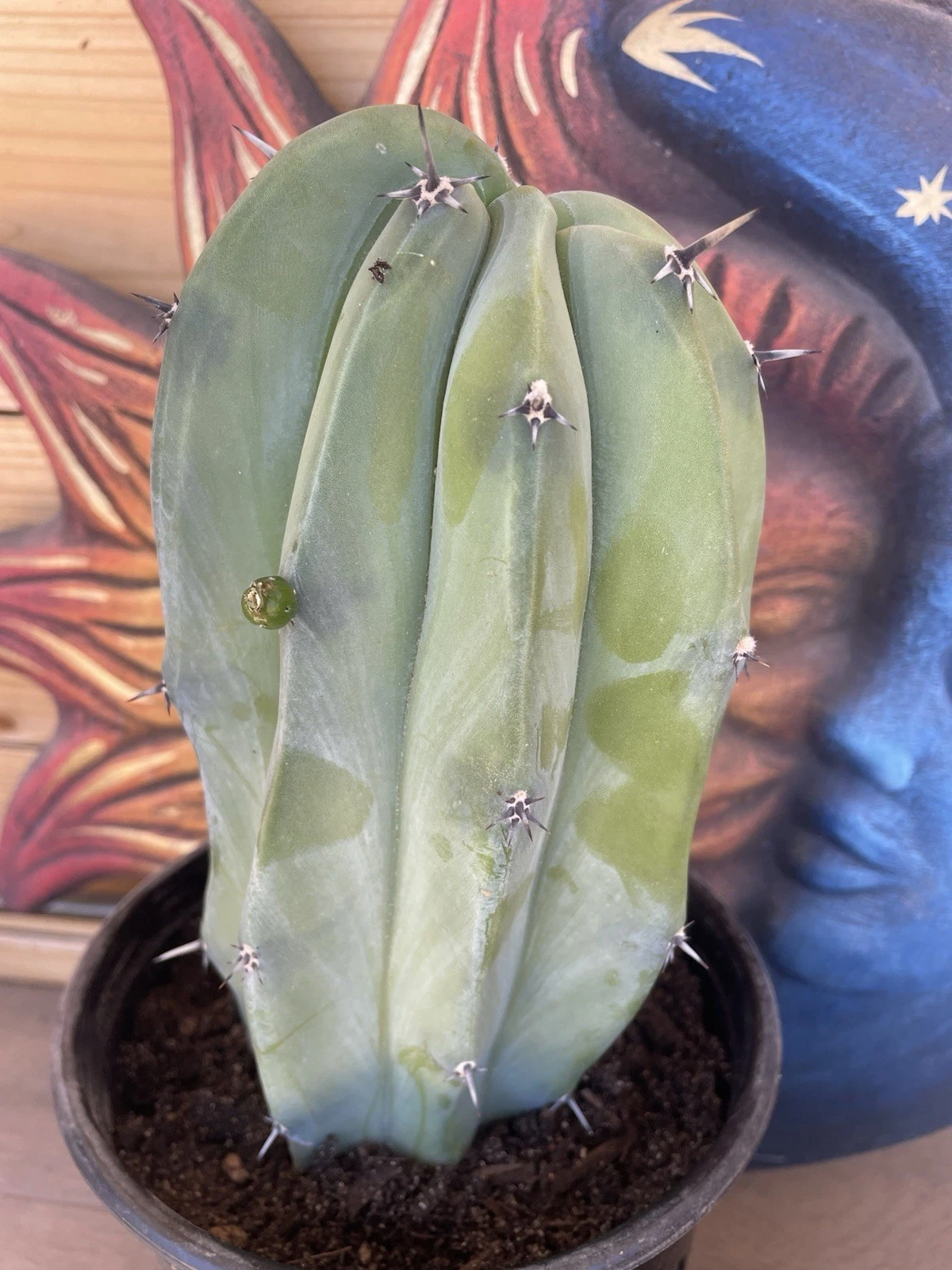 MYRTILLOCACTUS GEOMETRIZANS CRISTATA CRESTED GIANT FORM -- Rooted plant WOW!!
Opens in a new window 