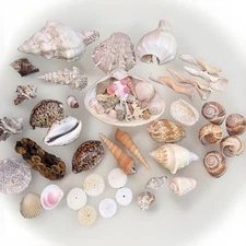 Mixed Natural Seashells Beach Aquarium Crafts Decor Includes Everything You See
