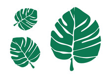 Stencil Monstera Foglie Tropicali ---- Taglie Multiple --- Mylar Premium