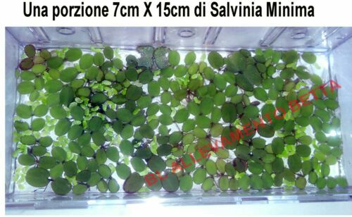 Set 6 Piante Grasse Artificiali In Vaso Effetto Pietra: Finte, Senza Manutenzione, Per Casa