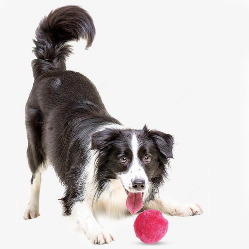5X Magic Roller Ball Toy Automatic Pet Dog Cat Active Rolling Ball Toys - Picture 4 of 8