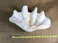 Tridacna Gigas Large 10+ lb.  Genuine Ocean Giant Clam Shell 14.5x10x6 -Stunning