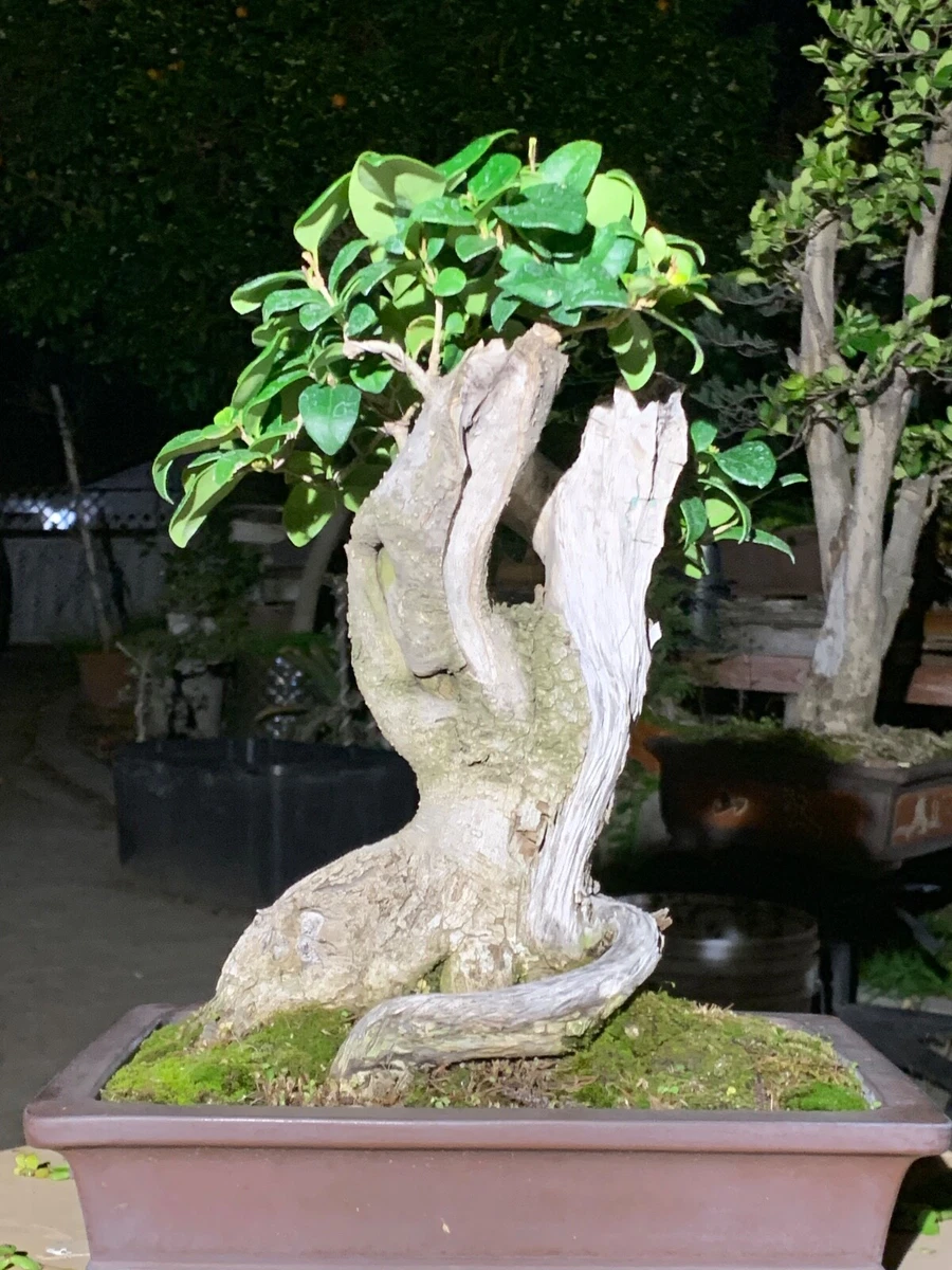 Ligustrum Bonsais for sale | eBay