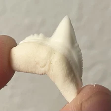 Modern Shark Tooth Tiger Shark 3/4” Not A Fossil