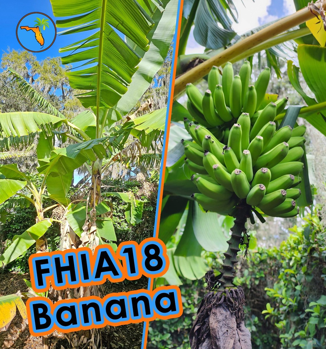 FHIA18 banana plant: rare, productive, cold tolerant, fast growing