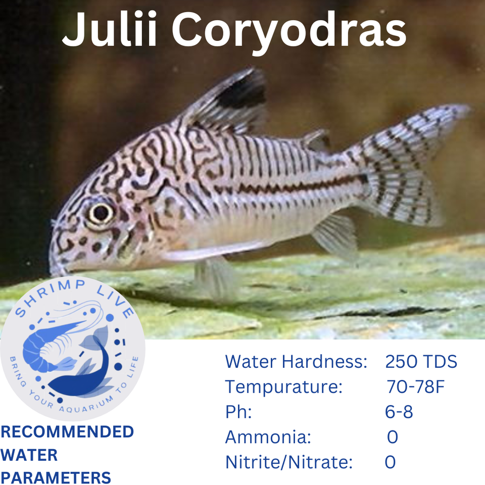 5x Julii Corydoras Live Fish eBay