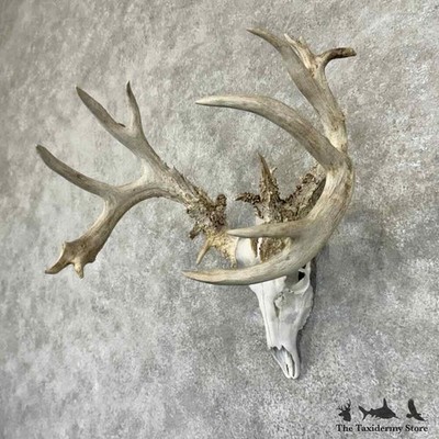 30909 P | Whitetail Deer Skull European Taxidermy Mount For Sale
